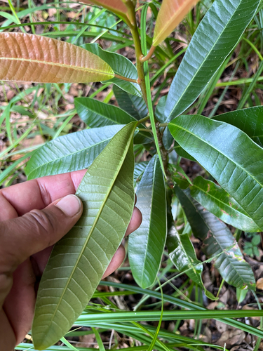 Protorhus longifolia, photograph 2