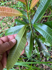 Protorhus longifolia, photograph (c) katuchka, some rights reserved (CC BY)