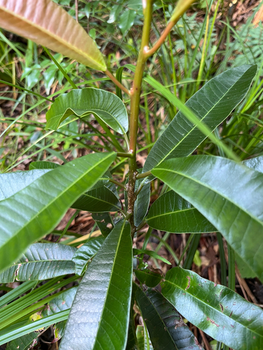 Protorhus longifolia, photograph 3