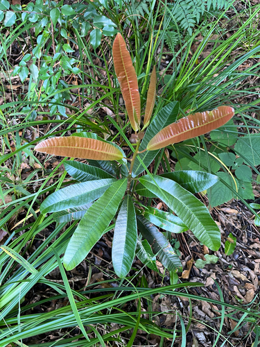 Protorhus longifolia, photograph 1