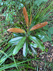 Protorhus longifolia