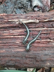 Aneides klamathensis