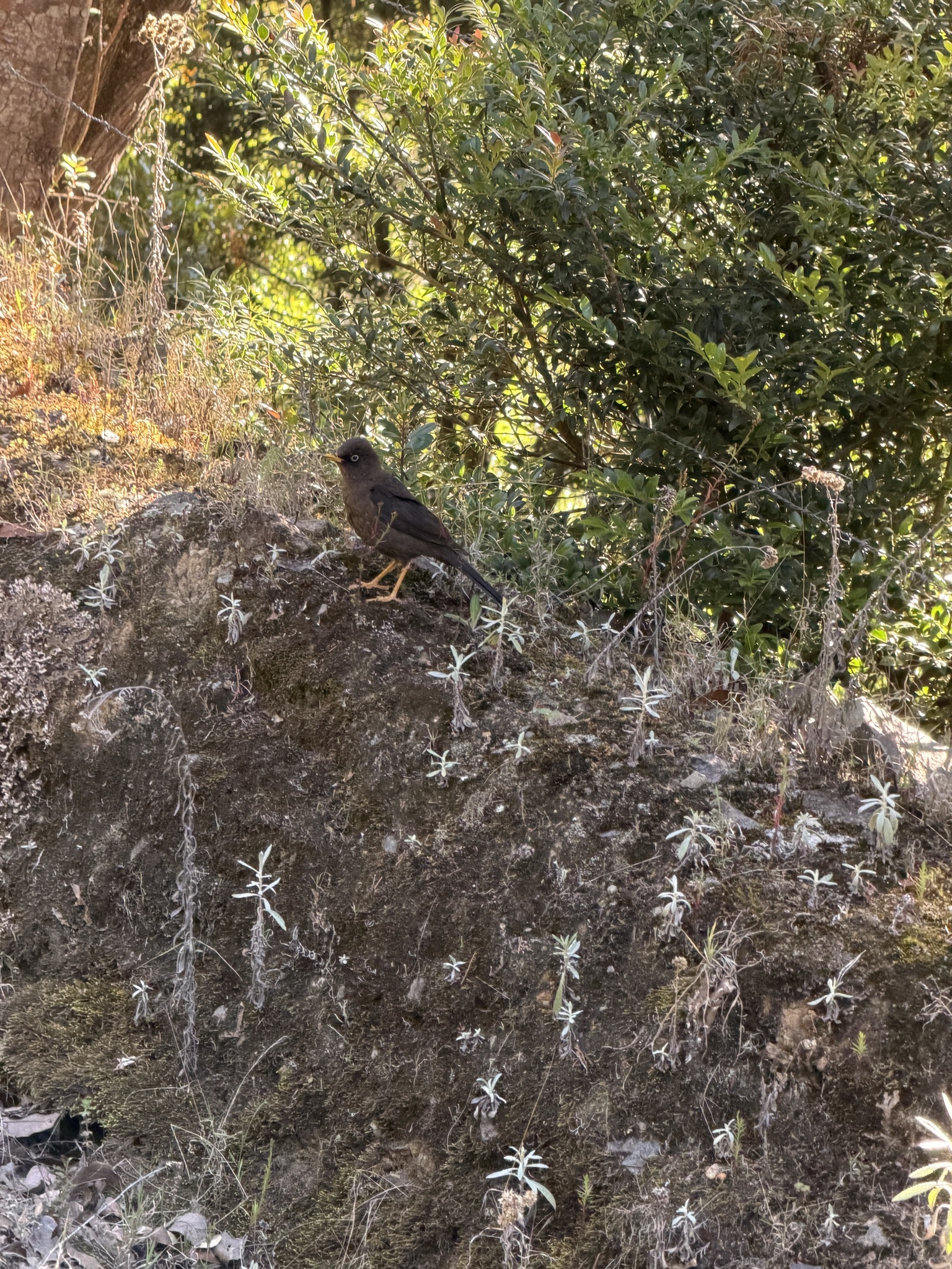 Sooty Thrush (Turdus nigrescens), photo 5