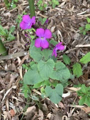 Lunaria