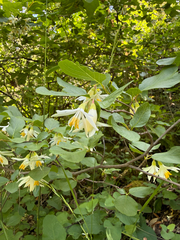 Styrax redivivus, photograph (c) Ryan Elliott, some rights reserved (CC BY)