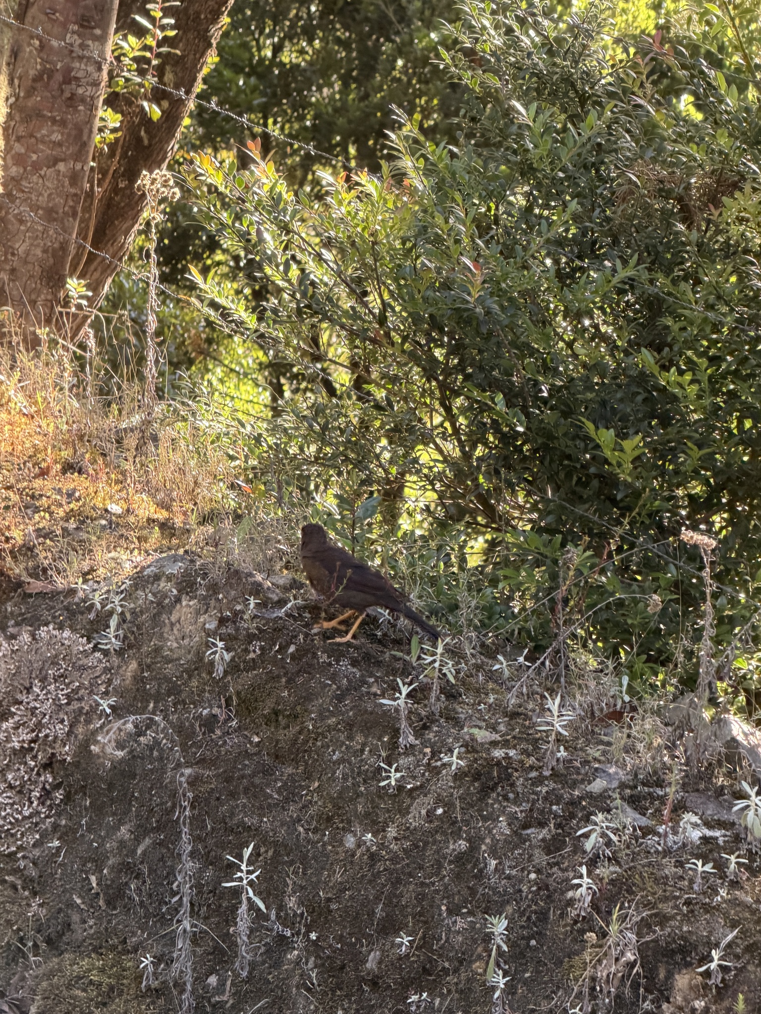 Sooty Thrush (Turdus nigrescens), photo 6
