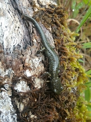 Aneides klamathensis