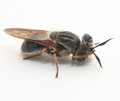 Callicera erratica
