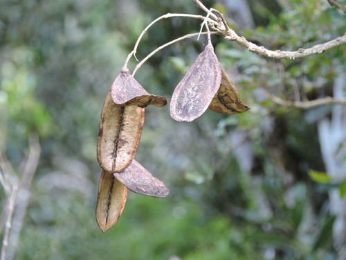 Jacaranda puberula