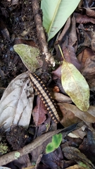 Nyssodesmus python