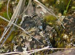 Rhionaeschna absoluta