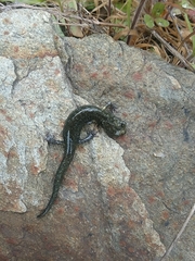 Aneides klamathensis