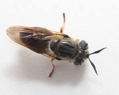 Callicera erratica