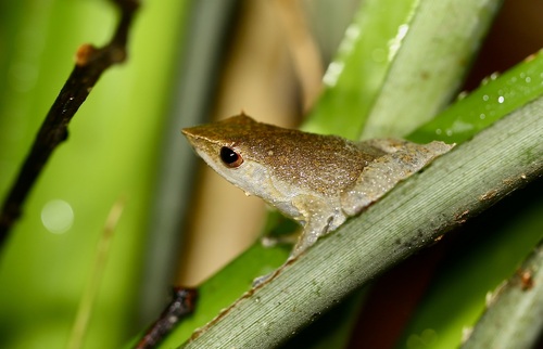 Sphenophryne cornuta observed 2024-07-09