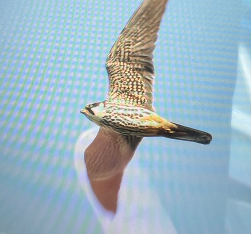 Eurasian Hobby