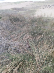 Androtrichum trigynum