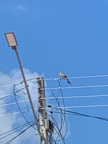 Guira Cuckoo