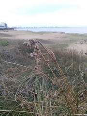 Androtrichum trigynum