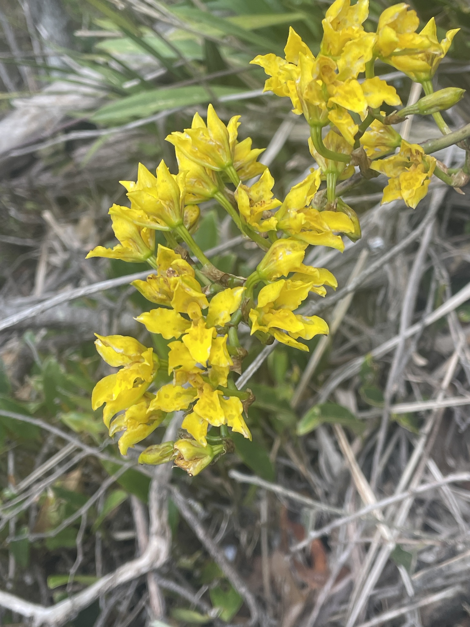 Cyrtochilum revolutum (Lindl.) Dalström