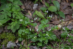 Wang.QG, CC BY, iNaturalist via GBIF Cardamine lyrata, photograph Wang.QG, CC BY, iNaturalist via GBIF