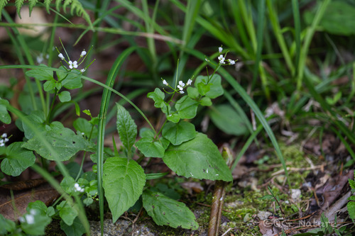 Cardamine lyrata iNat (3)