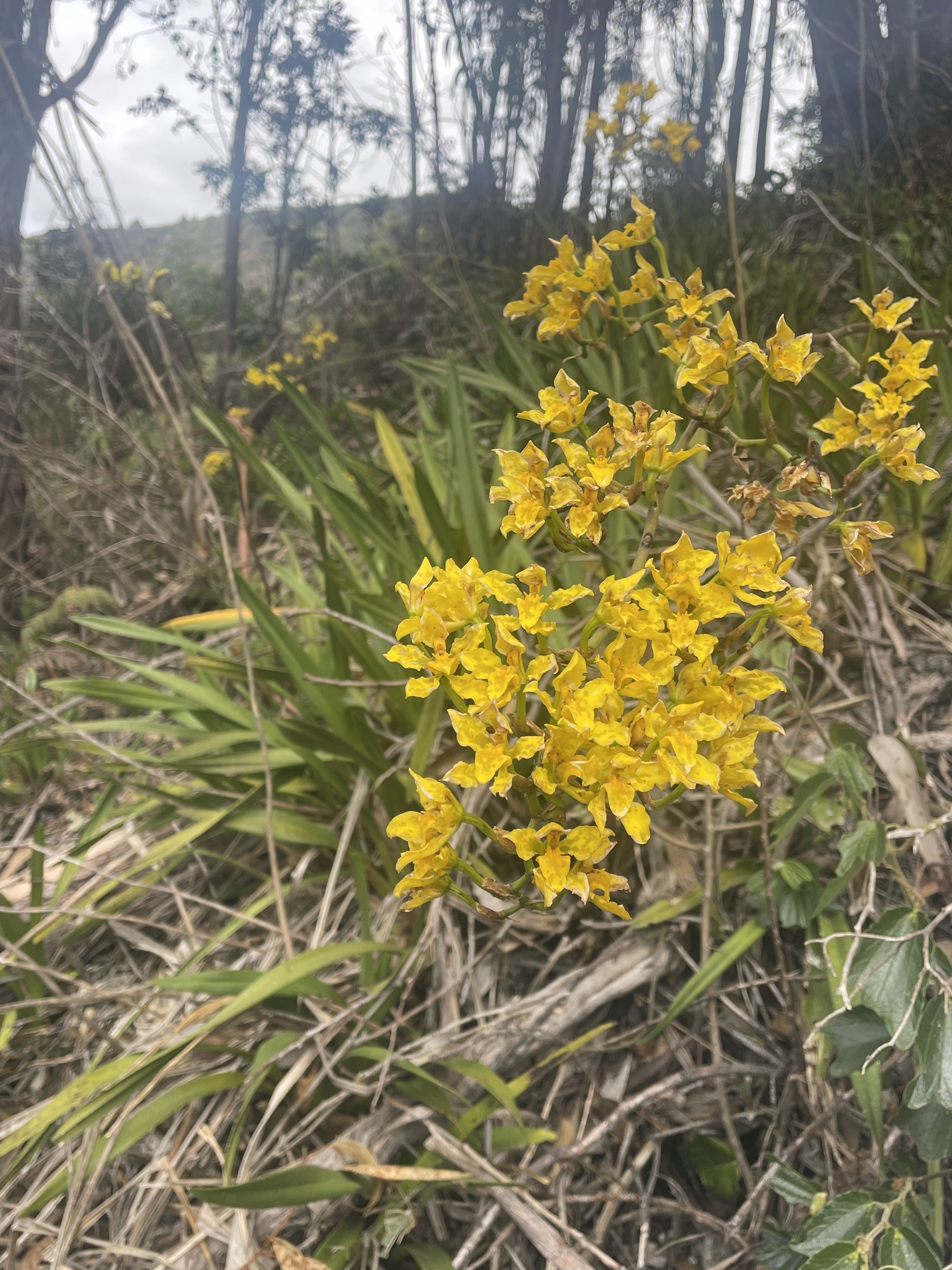 Cyrtochilum revolutum (Lindl.) Dalström 2