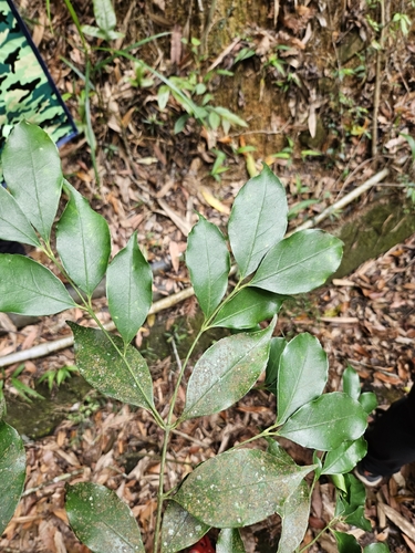 Euonymus laxiflorus, photograph 4