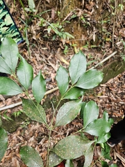 Euonymus laxiflorus, photograph (c) Yu-Chang Chen, some rights reserved (CC BY)