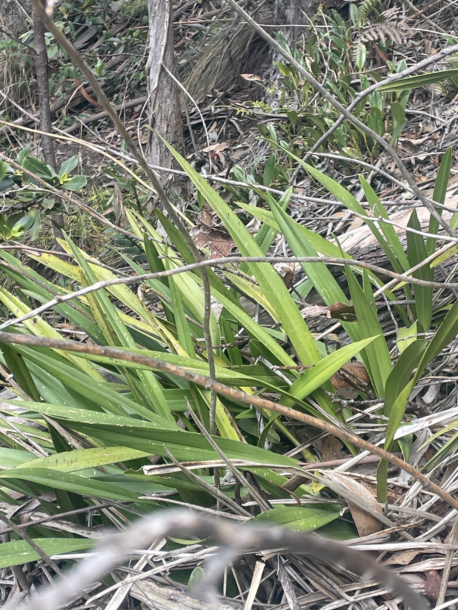 Cyrtochilum revolutum (Lindl.) Dalström 3