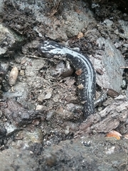 Aneides klamathensis