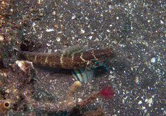Cryptocentrus sericus