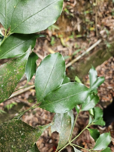 Euonymus laxiflorus, photograph 5