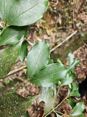 Euonymus laxiflorus, photograph (c) Yu-Chang Chen, some rights reserved (CC BY)