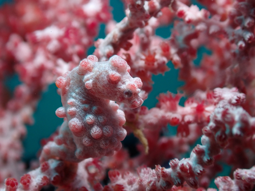 Hippocampus bargibanti