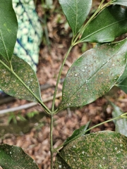 Euonymus laxiflorus, photograph (c) Yu-Chang Chen, some rights reserved (CC BY)