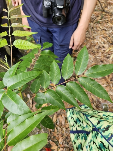 Tetradium glabrifolium, photograph 4