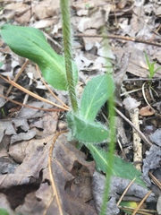 Erigeron pulchellus pulchellus