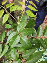 Tetradium glabrifolium, photograph (c) Yu-Chang Chen, some rights reserved (CC BY)