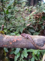 Chrysopelea paradisi celebensis