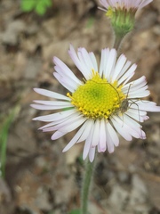 Erigeron pulchellus pulchellus