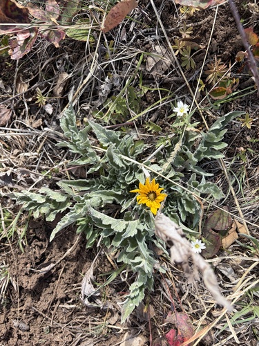 Balsamorhiza incana, 2026-05-03
