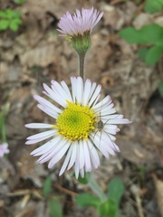 Erigeron pulchellus pulchellus