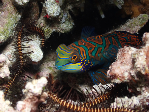 Synchiropus splendidus