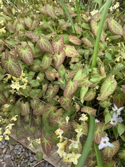Epimedium