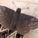 Wild Indigo Duskywing - Photo (c) Anita Gould, some rights reserved (CC BY-NC), uploaded by Anita