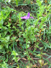 Triodanis perfoliata