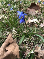 Scilla siberica