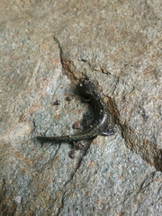 Aneides klamathensis