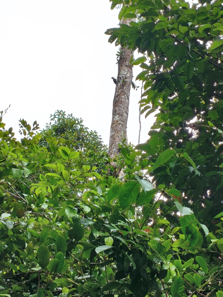 Orange-backed Woodpecker (Reinwardtipicus validus)