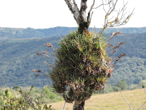 Vriesea flammea, photograph 1